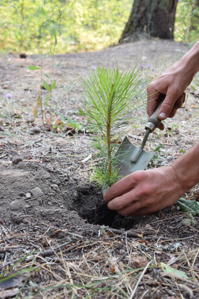 person planting a seedling tree