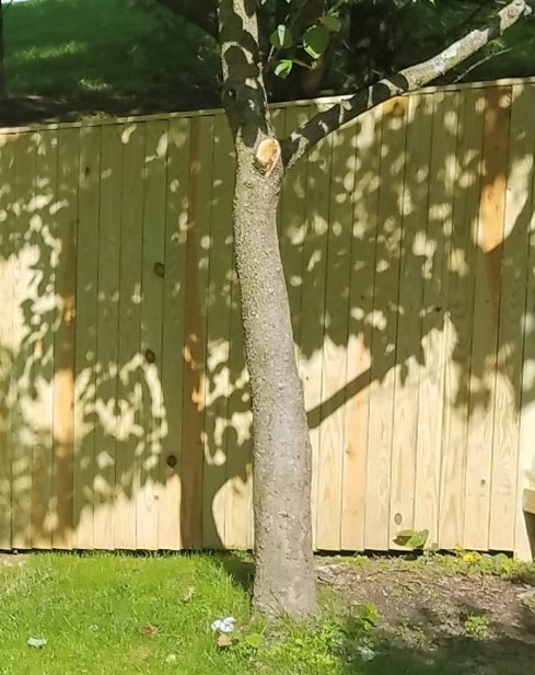 Tree in front of wood fence